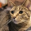 (七猫免费阅读小说完整版旧版)免费阅读老版本七猫小说，更多经典作品等你发现