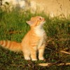 探寻猫宅生活之美：轻松愉悦的猫宅日记，记录猫咪的点滴生活点滴