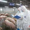 猪、兔、猴、鸡：7777788888新疆和2025年港澳资料免费公开和远离虚假承诺沼-传播剖析、解释与落实