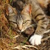(小峰峰吧)小峰小志的猫咪小院微博：分享我们的可爱毛小孩生活点滴