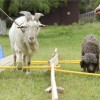 羊、狗、鼠、蛇，2026新澳正版资科免费实,关键解答、解释与落实-远离误导的漩涡
