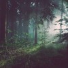 (森林探秘主题画)探秘森林花语：如何通过攻略深度了解森林中的植物奥秘