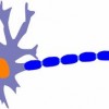 (细胞生物学相关的新技术)探索细胞奇点超越E27的前沿科技：未来生物学的新篇章