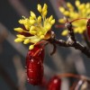 (种植杏树效益怎么样)老农种树游戏：杏树种植的乐趣与丰收之路，打造你的农业梦想
