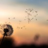 深挖《三生三世十里桃花》白浅传旧版：故事背后的情感和情节重磅解析