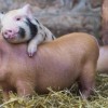 猪、鼠、兔、猴:大三巴一肖一特一中一肖中或新澳门今晚四肖期期中特预测准不准-成果分析、专家解析解释与落实,远离虚假的假推广局
