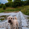 (绵羊村攻略农场图)探索绵羊村自然风光，尽情享受打猎乐趣