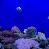 探索深海之谜，迷航手机下载尽览海底奥秘