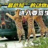 疯狂动物园修改版动物不暴怒下载最新版-疯狂动物园修改版动物不暴怒手游下载v.4.21