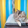 (猫旅馆物语旅行攻略)猫旅馆物语会不会因为经营不善而面临倒闭的命运？
