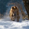 在永恒世界里，买猫还是山羊更好？