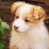 (天谕藏宝阁角色出售要求)深度剖析：探秘天谕手游藏宝阁的交易规则与玩家投资收益