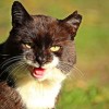 (猫咪可以坐火车吗 带猫包)带猫包坐火车去旅行：猫咪可以乘坐火车吗？