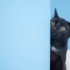 猫灵相册单机纪念版：捕捉每一个猫咪瞬间的独特体验与回忆之旅