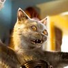 猫狗缠斗2024最新版本下载-猫狗缠斗3d游戏下载v.8.18