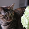 (功夫猫党技能)2024最新功夫喵星人红s兑换码新鲜出炉，抢先领取！