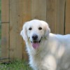 (导盲犬聪聪)汪汪汪奇迹再现：细数历年全球导盲犬逆袭故事中的感人时刻