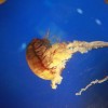深渱守望者 闲渔翻身：揭秘暗黑深海中的守望者，如何在宏大的深海生态中角逐生存并彻底翻身