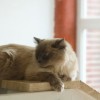 (猫咖啡店app)猫咖啡店官方版：专属猫咖啡店体验，尽情品味猫的魅力