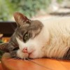 (模拟猫咪2015)模拟猫咪官方正版下载：体验真实猫咪生活，快来养只萌宠吧！