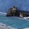 (拆弹猫玩法)探究拆弹猫规则的游戏性与挑战：揭秘如何成为拆弹大师