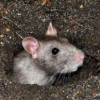 猪、蛇、兔、鼠:2026天天全年免费资料跟2026天天彩免费大全百度风控剖析、解释与落实-留心欺诈诱导手段
