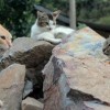 (猫咪斗恶龙3代)探秘猫咪斗恶龙3：异世界冒险之旅，勇者猫咪与凶恶龙的对决！