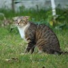 (猫灵相册游戏角色全部剧情)猫灵相册与凹凸世界是否存在联系？