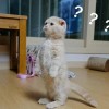 猫猫火车最新消息：全新列车线路即将开通，敬请期待！