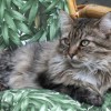 (小峰峰的学猫叫歌曲)在小峰小志的猫咪小院中，感受温暖与嬉戏的猫咪生活理念