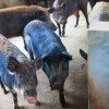 大三巴一肖一马一特一中或大三巴一肖一特开奖时间:猪、鼠、鸡、龙重点释义、专家解读解释与落实​-拒绝不实的假宣传影