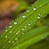 植物大战僵尸2电脑版和手机版数据详解：最强植物与僵尸对决战力分析