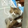 猫咪大作战监控人模组汉化版下载安装-猫咪大作战监控人模组无限金币内购版下载v.4.43