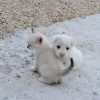 (黑暗之魂2黑暗契约怎么做)深入探讨黑暗之魂2中的黑暗契约：揭示游戏机制与背后故事