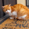 (猫猫栽培百科)探秘猫咪种植园：与可爱的小猫咪共同生长的奇妙之地