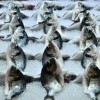 了解锦鱼：这种美丽而神秘的鱼类究竟是什么以及它们的生存环境与习性