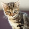 (猫狩纪攻略)猫狩纪礼包兑换码大全：获取最新猫狩纪礼包兑换码一览