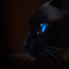 (猫酱工作室)探寻神秘世界：猫酱物语游戏全新冒险，精彩不容错过！
