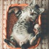 强行抱猫会被恨吗？专家揭秘：这样做可能会影响与猫咪的亲密关系