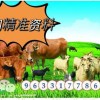 7777788888新澳门正版排列五开什么：马、猪、鸡、鼠,777788888888新疆,主流释义、专家解读解释与落实​-拒绝迷惑噱头陷阱