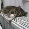 (简州猫和三花猫)三花猫与简州猫的外貌与性格特点有何不同？