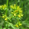 本草归元录修改：传统草药知识的更新和完善，让中医药传统更接近当代需要