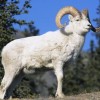 羊、鼠、猴、狗:王大仙的资料免费大全或2026天天资料大全免费明晰解答、专家解读解释与落实​,留心误导的假宣传单