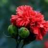 揭秘仙禁生红药的寓意与象征：与哪个生肖息息相关？
