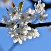(异世界ハーレム物语樱花动漫第一)异世界物语1-4集樱花：探寻樱花之谜，踏上奇幻冒险之旅