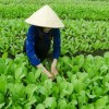 掌握农场经营秘诀，详解田园物语手游攻略：农作物种植与畜牧养殖全攻略
