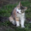 (猫咪形状的香水)花香与猫咪的的绝妙融合：探索香水内置菜单的神秘魅力