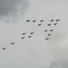 (鹰的飞行)鹰击长空，如何展翅翱翔？探寻鹰类飞行之谜与特点