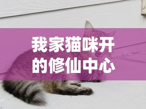 我家猫咪开的修仙中心：无广告、纯净体验，带你领略神秘仙界的奇妙之旅