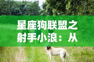 星座狗联盟之射手小浪：从流浪狗到抖音红人的传奇人生旅程揭秘